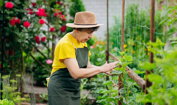 Uma Jardineira Trabalha Seu Quintal Cultiva Pepinos Conceito Jardinagem Agricultura — Fotografia de Stock