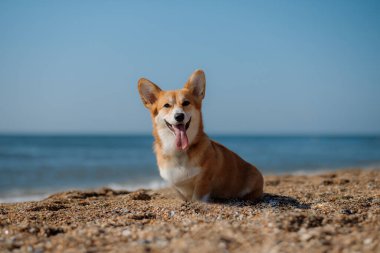Mutlu Welsh corgi pembroke dog plajda