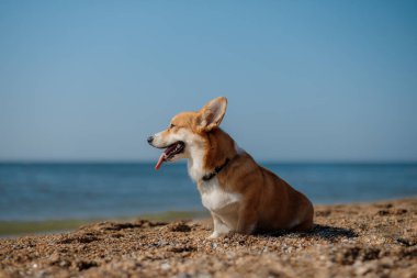 Mutlu Welsh corgi pembroke dog plajda