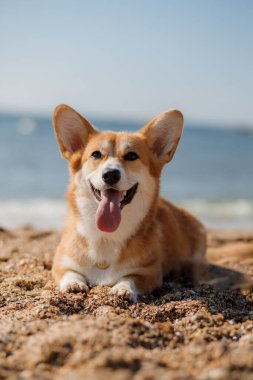 Mutlu Welsh corgi pembroke dog plajda