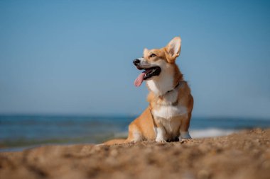 Mutlu Welsh corgi pembroke dog plajda