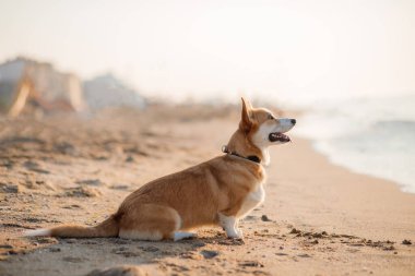Mutlu Welsh corgi pembroke dog plajda