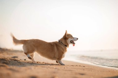 Mutlu Welsh corgi pembroke dog plajda
