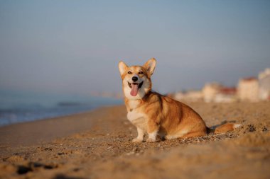Mutlu Welsh corgi pembroke dog plajda