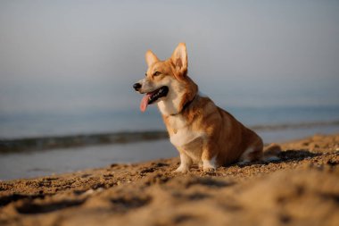 Mutlu Welsh corgi pembroke dog plajda