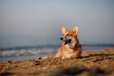 Mutlu Welsh corgi pembroke dog plajda