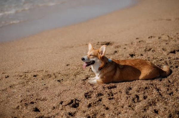 Szczęśliwy Walijski Corgi Pembroke Pies Plaży — Zdjęcie stockowe
