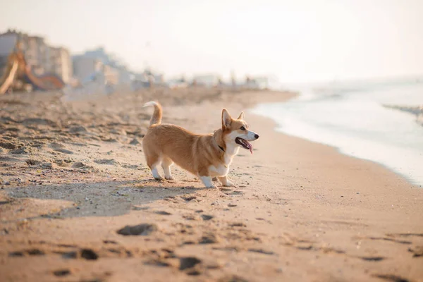 海滩上快乐的威尔什 科吉彭布罗克犬 — 图库照片