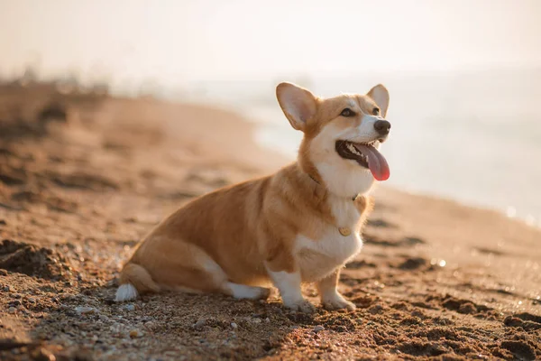 海滩上快乐的威尔什 科吉彭布罗克犬 — 图库照片