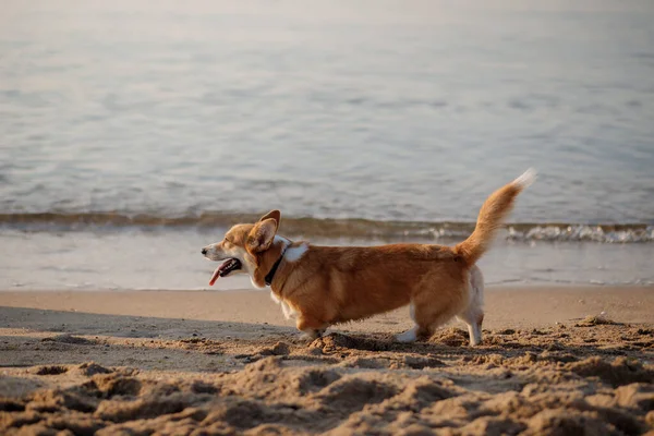 Joyeux Chien Gallois Corgi Pembroke Plage — Photo