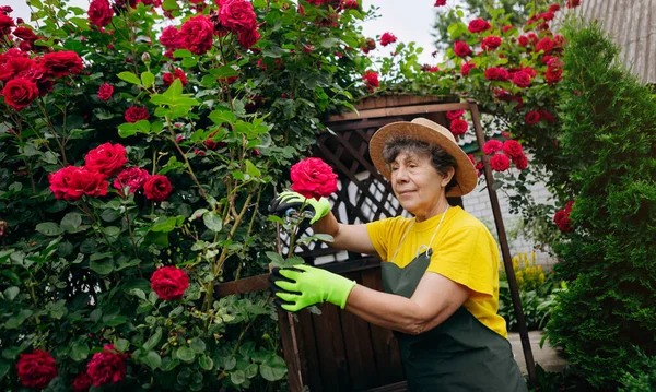 Jardineiro Mulher Sênior Chapéu Que Trabalha Seu Quintal Cortando Flores — Fotografia de Stock