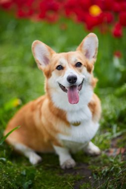 Bahar çiçeklerinde Corgi 