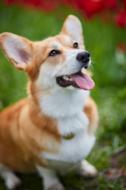 Bahar çiçeklerinde Corgi 