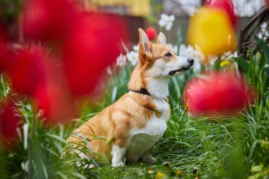 Bahar çiçeklerinde Corgi 