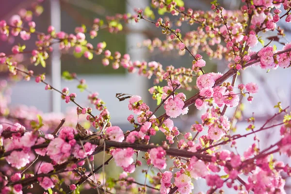 Branches Blossoming Cherry Macro Soft Focus Gentle Light Blue Sky — Stock Photo, Image