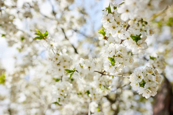 Yumuşak odaklı kiraz çiçekli makro dalları güneş ışığında hafif mavi gökyüzü arka planına odaklanıyor. Bahar doğasının güzel çiçekli görüntüsü