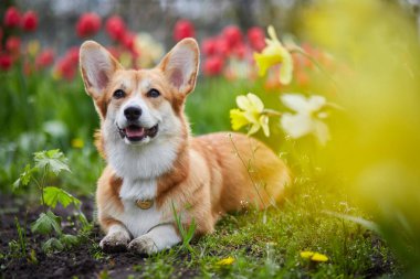 Bahar çiçeklerinde Corgi 