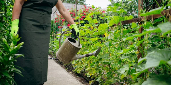 Uma Mulher Jardineira Trabalhar Quintal Conceito Jardinagem Cultivo Cuidado Flores — Fotografia de Stock