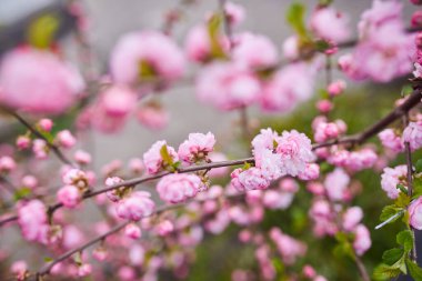Yumuşak odaklı kiraz çiçekli makro dalları güneş ışığında hafif mavi gökyüzü arka planına odaklanıyor. Bahar doğasının güzel çiçekli görüntüsü