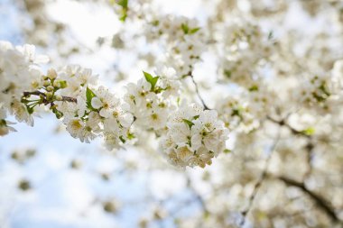 Yumuşak odaklı kiraz çiçekli makro dalları güneş ışığında hafif mavi gökyüzü arka planına odaklanıyor. Bahar doğasının güzel çiçekli görüntüsü