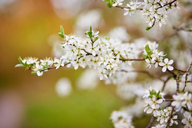 Yumuşak odaklı kiraz çiçekli makro dalları güneş ışığında hafif mavi gökyüzü arka planına odaklanıyor. Bahar doğasının güzel çiçekli görüntüsü