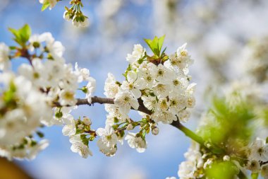 Yumuşak odaklı kiraz çiçekli makro dalları güneş ışığında hafif mavi gökyüzü arka planına odaklanıyor. Bahar doğasının güzel çiçekli görüntüsü