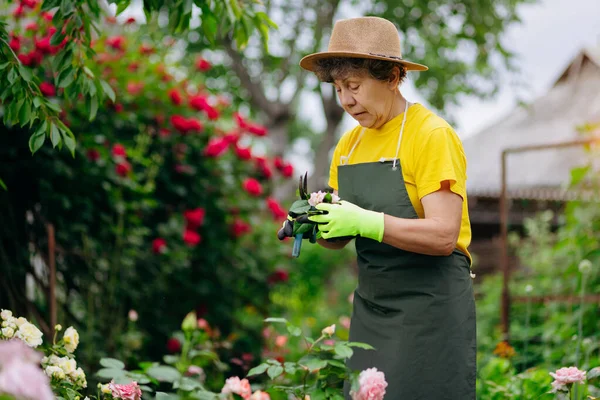 Jardineiro Mulher Sênior Chapéu Que Trabalha Seu Quintal Com Ferramentas — Fotografia de Stock