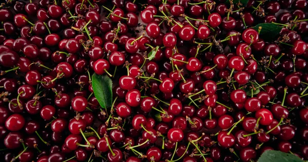 Red Cherry Bunch Ripe Cherries Stems — Stock Photo, Image