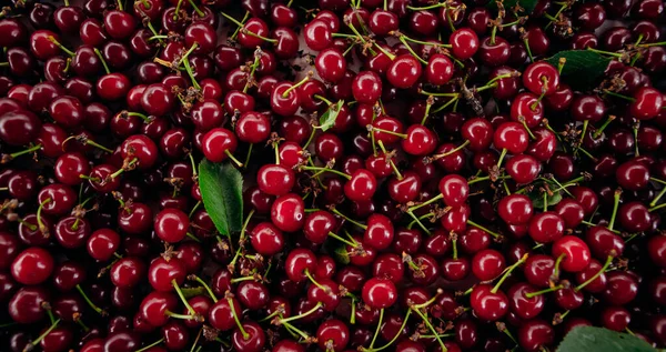 Cereza Roja Ramo Cerezas Maduras Con Tallos — Foto de Stock