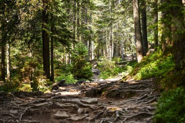 Güneş ışınlarıyla aydınlatılan Spruce Ağaçları, Sis 'in içinden geçen bir halı yosun ve orman zeminini kaplayan taşlar. Karpat Dağları 'ndaki doğal relict ladini (Picea abies) ormanı.
