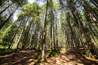 Güneş ışınlarıyla aydınlatılan Spruce Ağaçları, Sis 'in içinden geçen bir halı yosun ve orman zeminini kaplayan taşlar. Karpat Dağları 'ndaki doğal relict ladini (Picea abies) ormanı.
