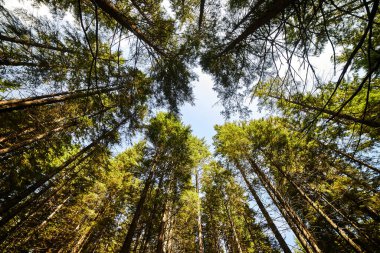 Güneş ışınlarıyla aydınlatılan Spruce Ağaçları, Sis 'in içinden geçen bir halı yosun ve orman zeminini kaplayan taşlar. Karpat Dağları 'ndaki doğal relict ladini (Picea abies) ormanı.
