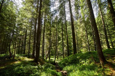 Güneş ışınlarıyla aydınlatılan Spruce Ağaçları, Sis 'in içinden geçen bir halı yosun ve orman zeminini kaplayan taşlar. Karpat Dağları 'ndaki doğal relict ladini (Picea abies) ormanı.