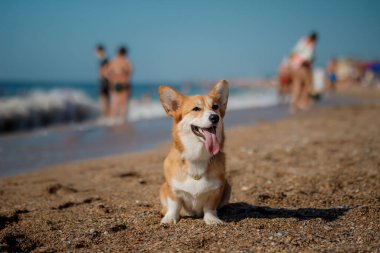 Mutlu Welsh corgi pembroke dog plajda