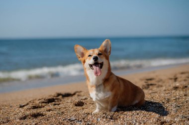 Mutlu Galler Corgi Pembroke köpekleri Dillerini gösteriyor ve kumsalda gülümsüyor