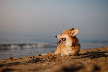Mutlu Welsh corgi pembroke dog plajda