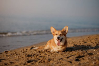Mutlu Galler Corgi Pembroke köpekleri Dillerini gösteriyor ve kumsalda gülümsüyor