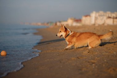 Mutlu Galler Corgi Pembroke köpekleri kumsalda top oynuyor.