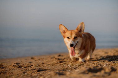 Mutlu Galler Corgi Pembroke köpekleri Dillerini gösteriyor ve kumsalda gülümsüyor