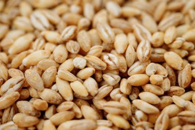 Arpa, doku arka planında inliyor. Yüksek kalite fotoğraf