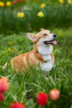 Bahar çiçeklerinde Galli Corgi Pembroke 