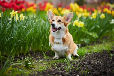 Bahar çiçeklerinde Galli Corgi Pembroke 