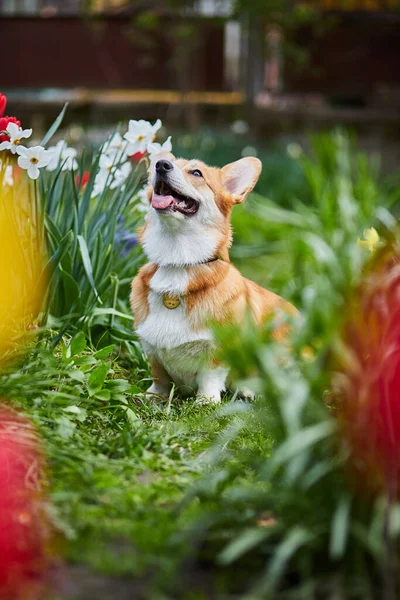 Galês Corgi Pembroke Flores Primavera — Fotografia de Stock