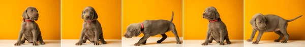주황색 배경에 귀여운 귀염둥이 위마라 강아지 — 스톡 사진