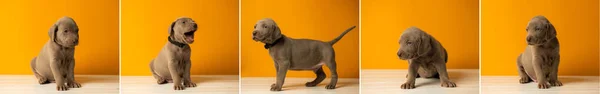 Set Pictures Adorable Cute Weimaraner Puppy Orange Background — Stock Photo, Image
