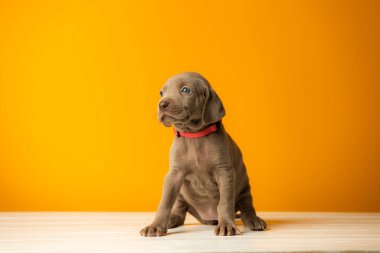 Turuncu arka planda sevimli bir weimaraner yavrusu.