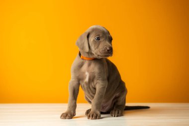 Turuncu arka planda sevimli bir weimaraner yavrusu.