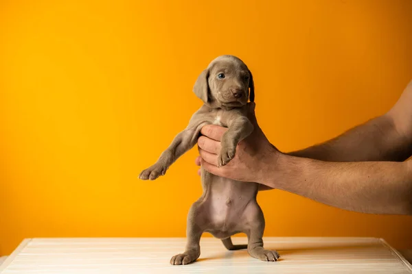 Adorable Cute Weimaraner Puppy Orange Background — Stock Photo, Image