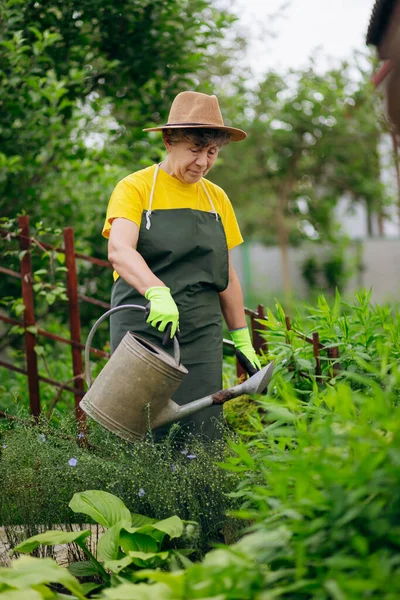 Bahçesinde iş aletleriyle çalışan şapkalı kıdemli kadın bahçıvan. Bahçe işleri, çiçek ve bitkilerle ilgilenmek ve büyümek..