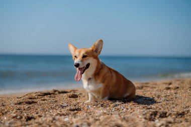 Mutlu Welsh corgi pembroke dog plajda